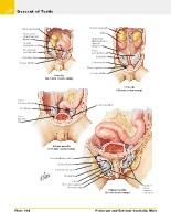 Frank H. Netter, MD - Atlas of Human Anatomy (6th ed ) 2014, page 407